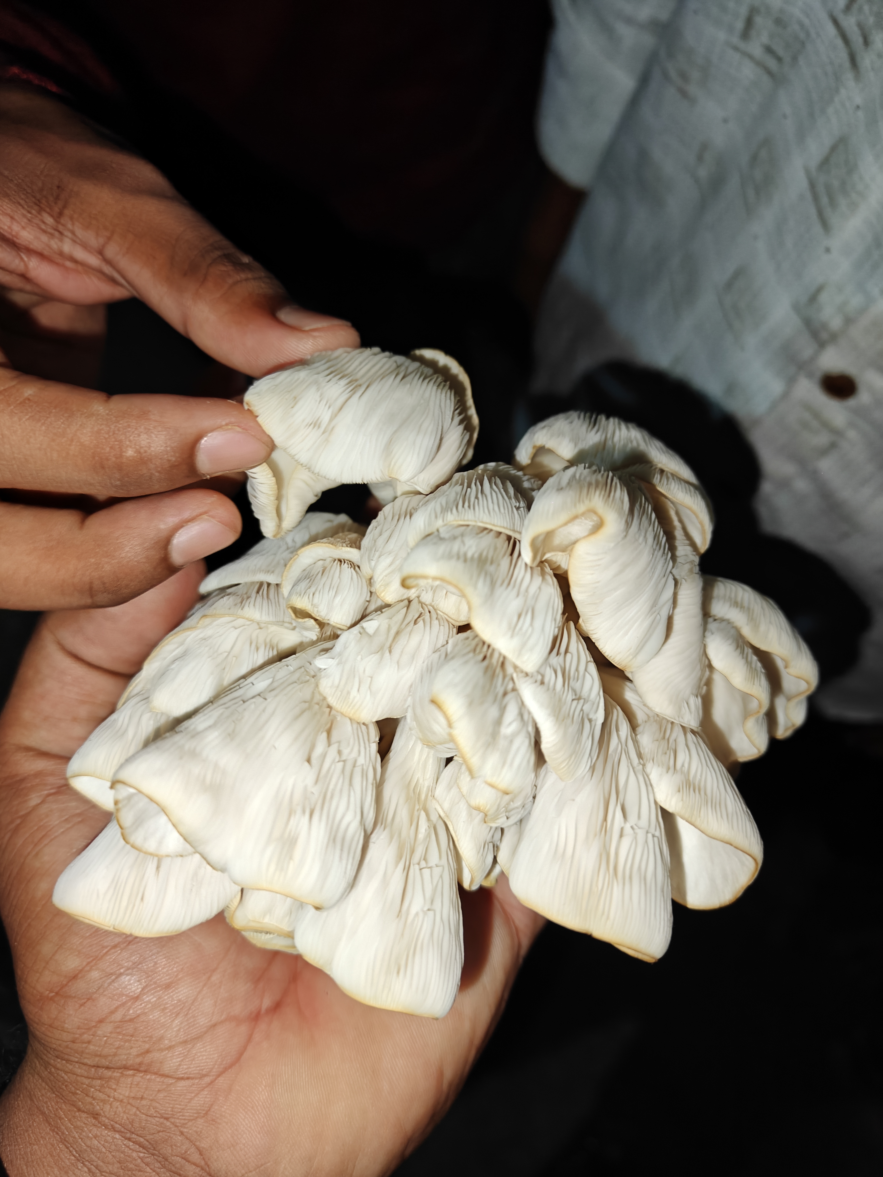 Fresh Oyster Mushroom